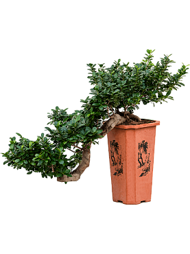 Ficus microcarpa 'compacta' bonsai (170-200)