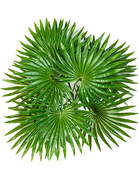 Palm bush (10 lvs.)