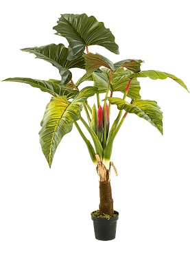 Colocasia tuft (2 parts)