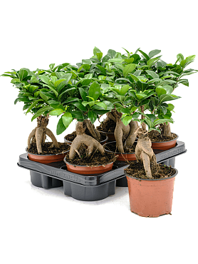 Ficus microcarpa 'ginseng' 6/tray bonsai