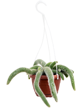 Cleistocactus colademononis hanging plant