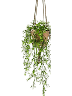 Asparagus sprengeri hanging bush