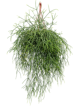 Rhipsalis burchelli hanging plant