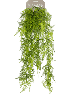 Asparagus plumosus hanging bush