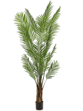 Areca bush (2 parts)