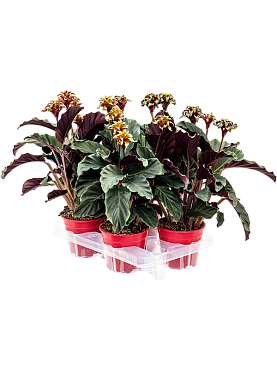 Calathea crocata 4/tray 4+ flowers green/purple
