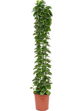 Cissus rotundifolia column