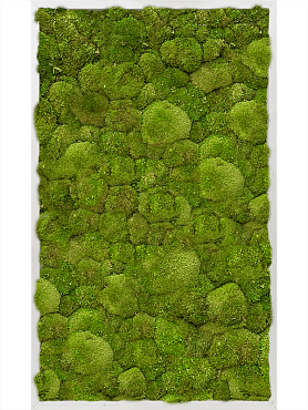 Картина из мха aluminum 100% ball moss