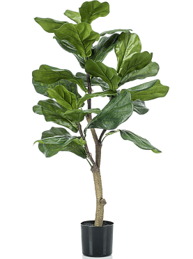 Ficus lyrata branched (24 lvs.)