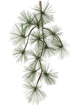 Pine branche (13x)