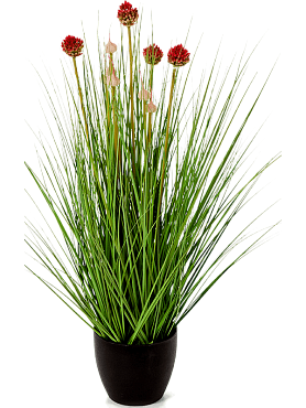 Grass allium tuft w/red fl.