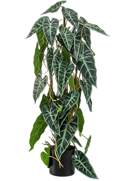 Alocasia bush