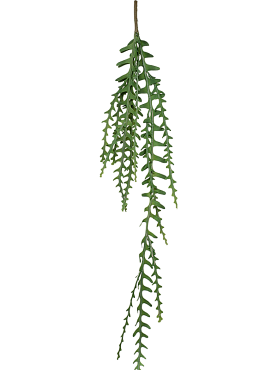 Epiphyllum branch