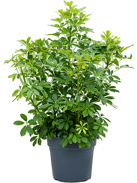 Schefflera arboricola 'compacta' bush