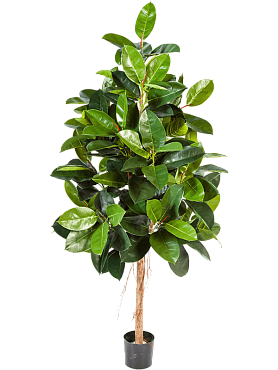Ficus elastica branched