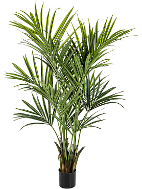 Kentia 6' palm (250 lvs.)