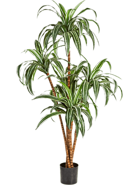 Dracaena branched