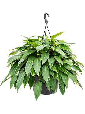 Philodendron 'minii' hanger