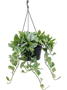 Philodendron 'metal green' hanger