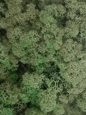 Стабилизированный мох Reindeer moss mint green (6 windowкоробка = примерно. 0,45 m²)