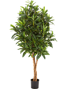 Croton goldfinger branched