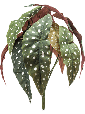Begonia maculata bush (12 lvs.)