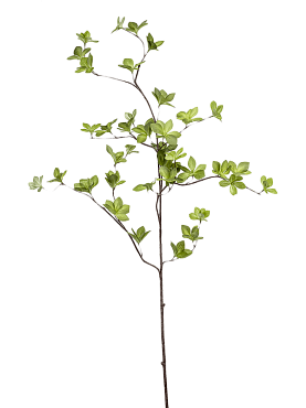Cornus branch green