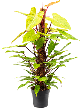Philodendron 'painted lady' on moss-pole 120