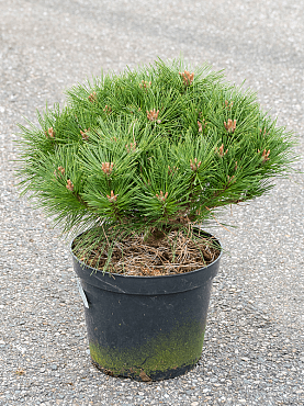 Pinus nigra 'pierrick bregeon' bush