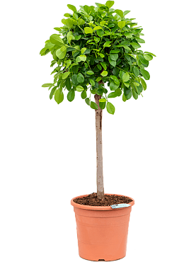 Ficus microcarpa 'moclame' stem