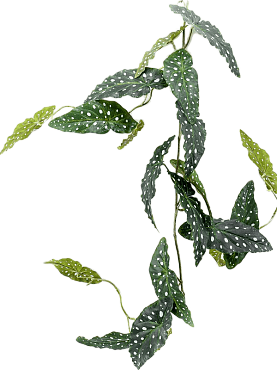 Begonia maculata branch