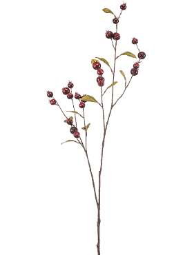 Cornus berry red