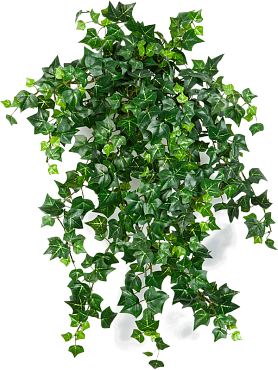 Ivy english hanging bush