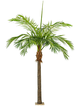 Giant phoenix palm (1206 lvs.)