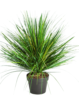 Grass onion tuft
