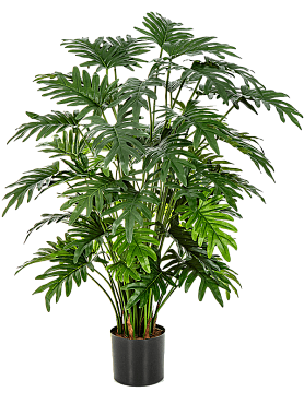 Philodendron selloum bush (62x)