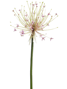 Allium pink