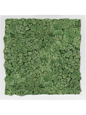 Картина из мха mdf ral 9010 satin gloss 100% reindeer moss (moss green)