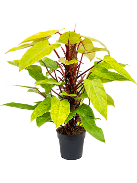 Philodendron 'painted lady' on moss-pole 80