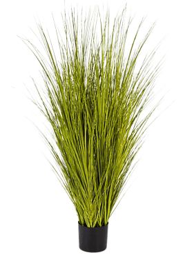 Grass miscanthus bush