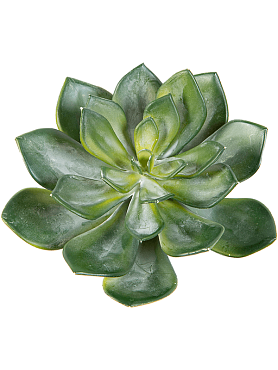 Echeveria green