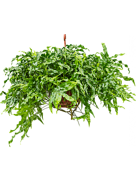 Microsorum diversifolium hanger