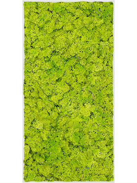 Картина из мха stiel l ral 9010 matt 100% reindeer moss (spring green)