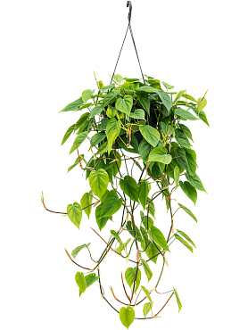 Philodendron scandens hanger