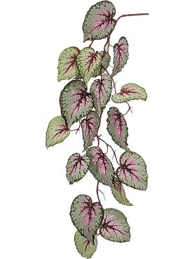 Begonia hanging branch grey/ pink