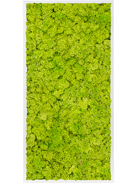 Картина из мха mdf ral 9010 satin gloss 100% reindeer moss (spring green)