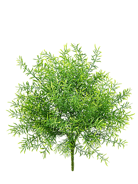 Asparagus bush