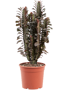 Euphorbia trigona 'rubra' branched