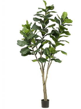 Ficus lyrata branched (89 lvs.)