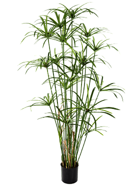 Papyrus bush